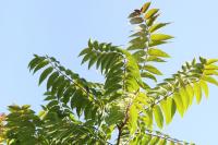 Ailanthus altissima
