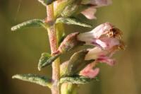 Odontites vernus