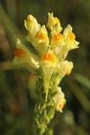 Linaria vulgaris