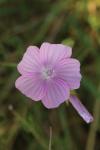 Malva moschata