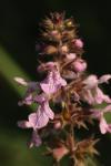 Stachys palustris