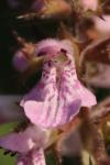 Stachys palustris