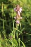 Stachys palustris