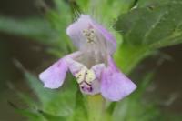 Galeopsis tetrahit