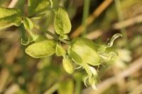 Silene baccifera