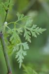 Aethusa cynapium