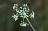Aethusa cynapium