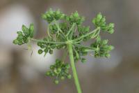 Aethusa cynapium
