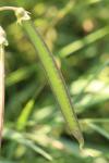 Lathyrus latifolius
