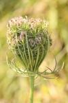 Daucus carota