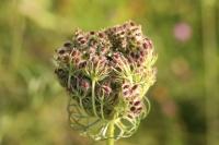 Daucus carota