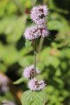 Mentha aquatica