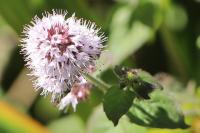 Mentha aquatica