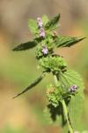 Ballota nigra