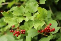 Viburnum opulus