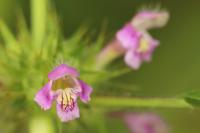 Galeopsis tetrahit