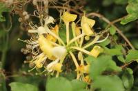 Lonicera periclymenum