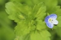 Veronica persica