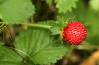 Fragaria vesca