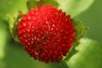 Fragaria vesca