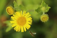 Pulicaria dysenterica