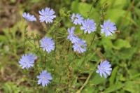 Cichorium intybus