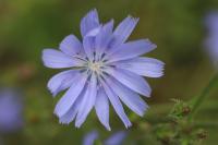 Cichorium intybus