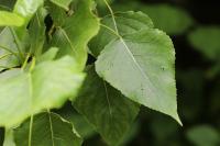 Populus nigra
