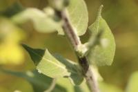 Verbascum pulverulentum