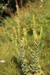 Verbascum pulverulentum