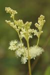 Filipendula ulmaria