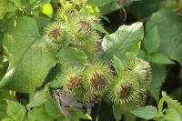 Arctium lappa