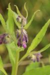 Symphytum officinale