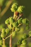 Filipendula ulmaria
