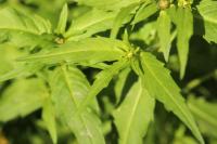 Bidens tripartita