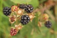 Rubus fruticosus