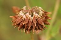 Trifolium hybridum