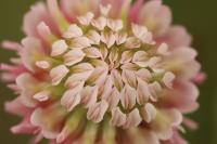 Trifolium hybridum