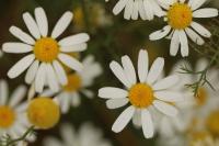 Tripleurospermum inodorum