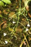 Alisma plantago-aquatica