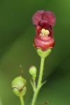 Scrophularia auriculata