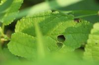 Scrophularia auriculata