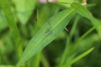 Persicaria maculosa