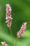 Persicaria maculosa