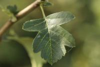 Crataegus monogyna