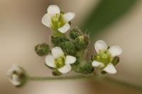 Capsella bursa-pastoris