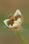 Capsella bursa-pastoris