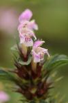 Galeopsis tetrahit
