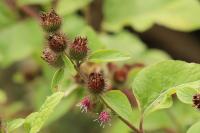 Arctium minus