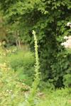 Verbascum densiflorum